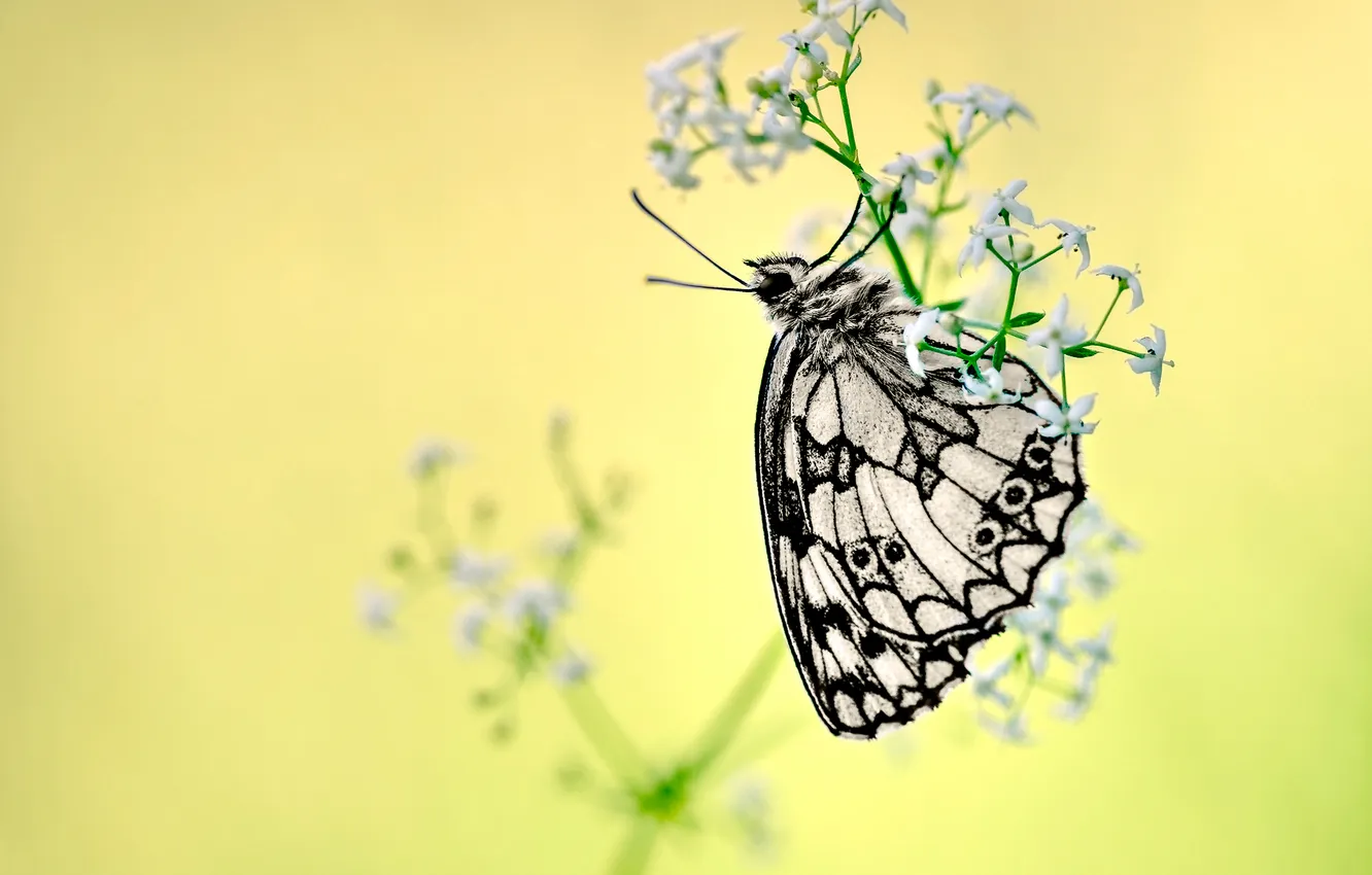 Фото обои Moth, flowers, bokeh, branches, buds, stalks