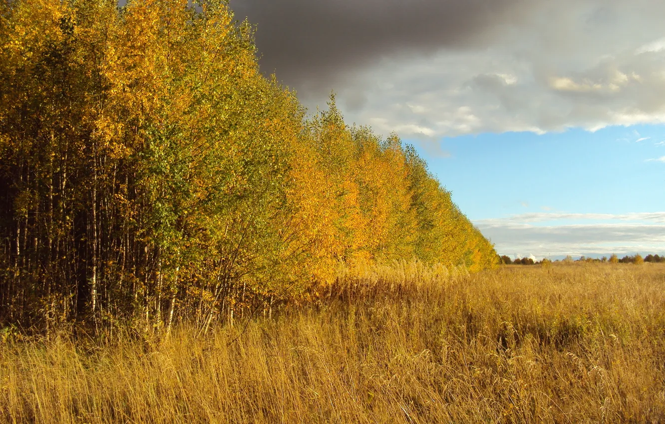 Фото обои поле, небо, деревья, пейзаж, природа, Осень, березы