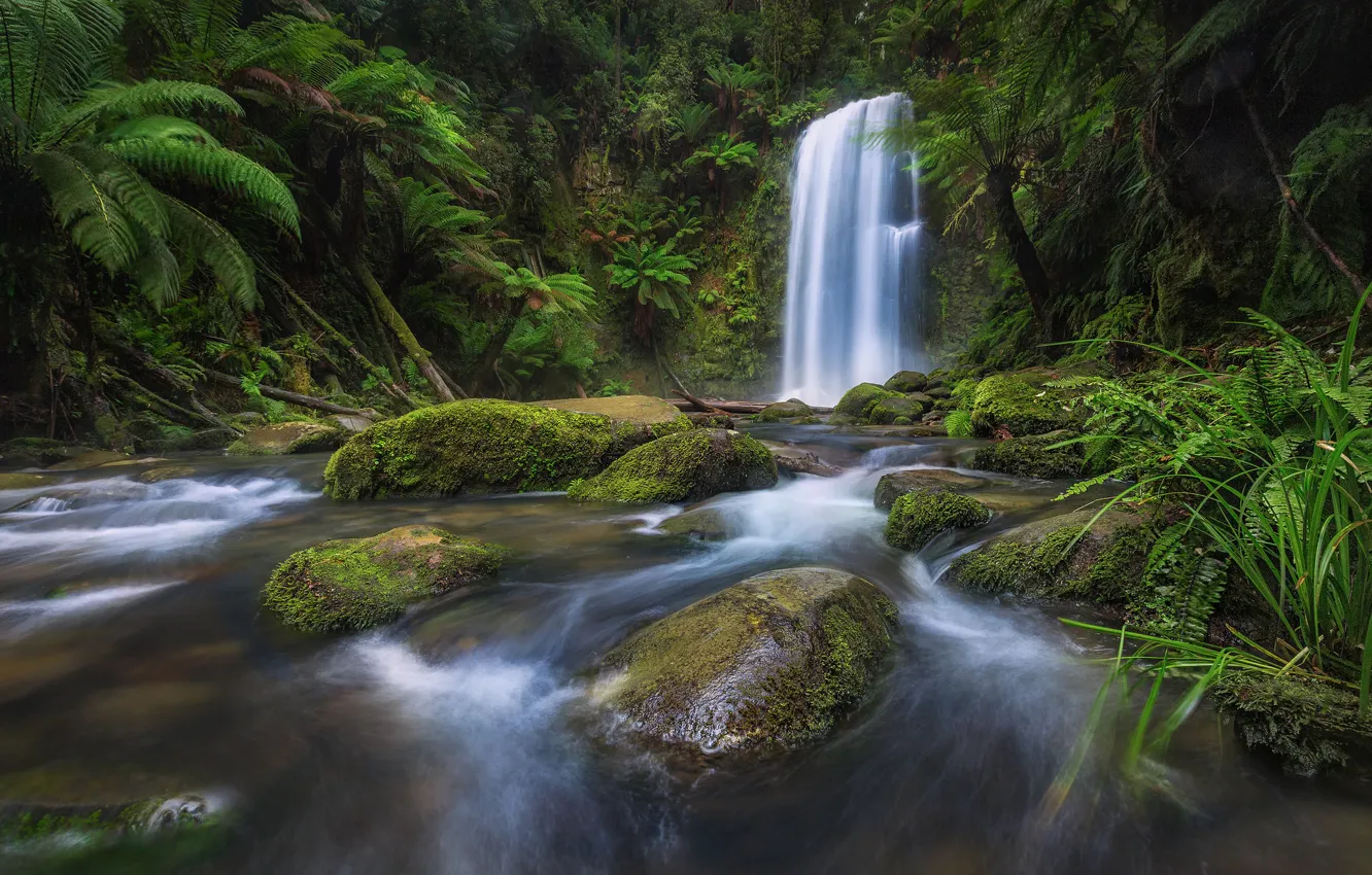 Фото обои лес, река, камни, водопад, Виктория, Австралия, Australia, Victoria