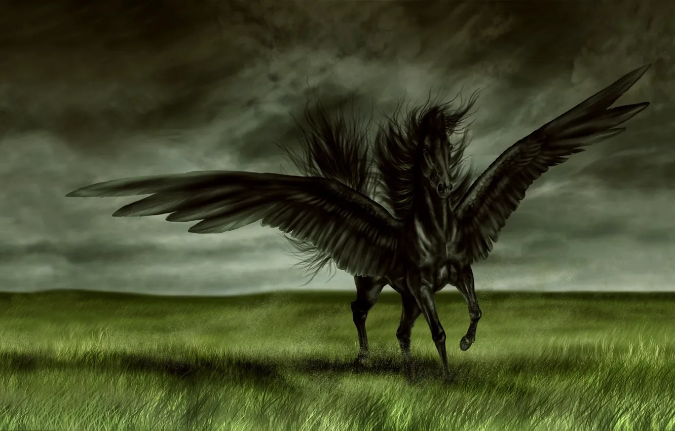 Фото обои поле, лошадь, крылья, Черный