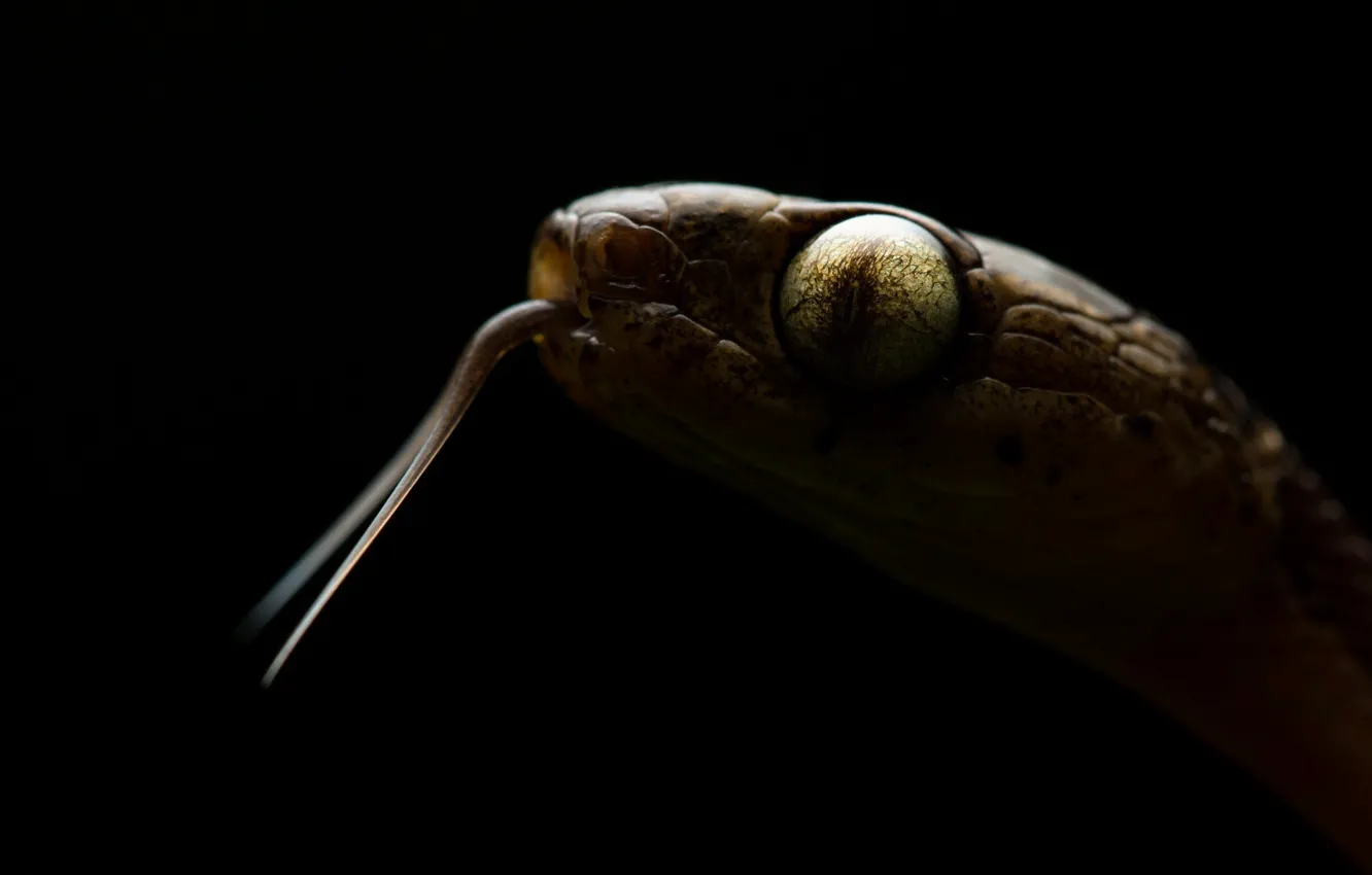 Фото обои природа, фон, Common blunt-headed snake, Imantodes cenchoa