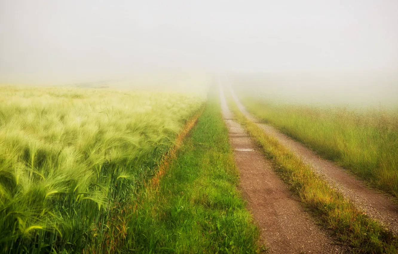 Фото обои дорога, поле, лето, туман