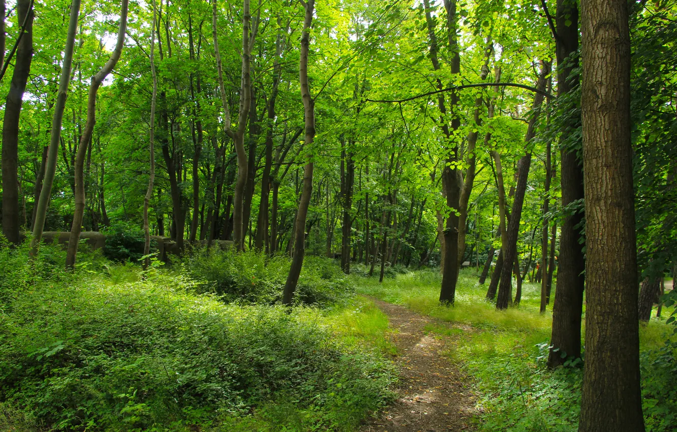 Фото обои forest, trees, park, alley