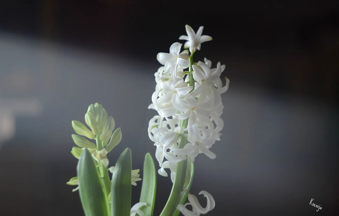 Фото обои белый, цветок, цветочки, гиацинт