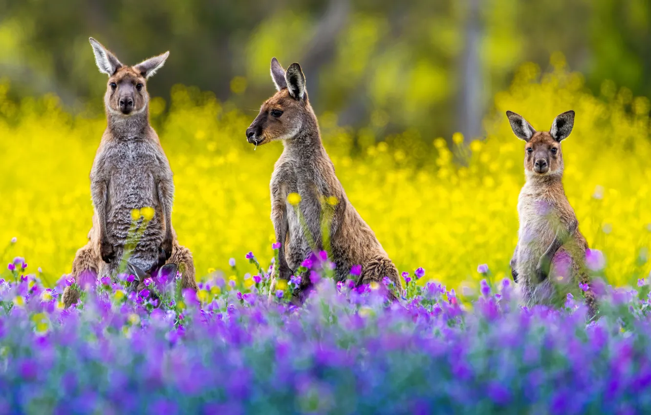 Фото обои цветы, поляна, желтые, сад, кенгуру, три, трио, сиреневые