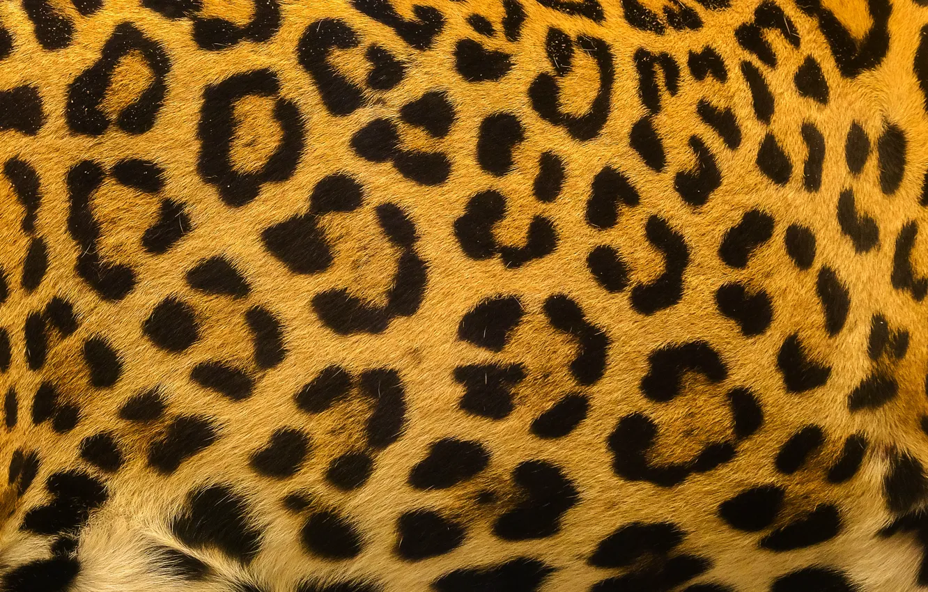 Фото обои фон, леопард, шкура, мех, leopard, texture, fur, skin