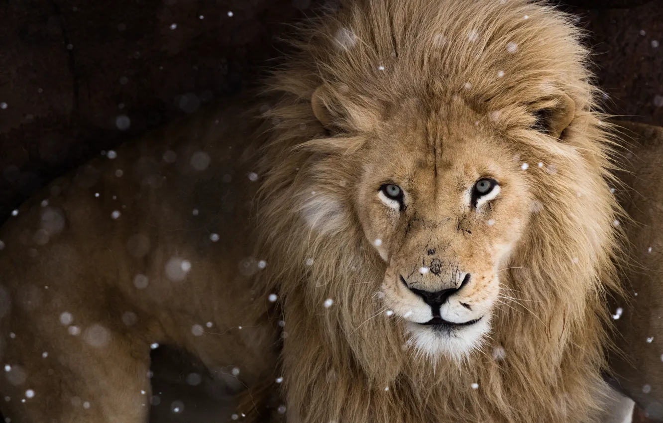 Фото обои взгляд, морда, темный фон, лев, дикая кошка, снегопад