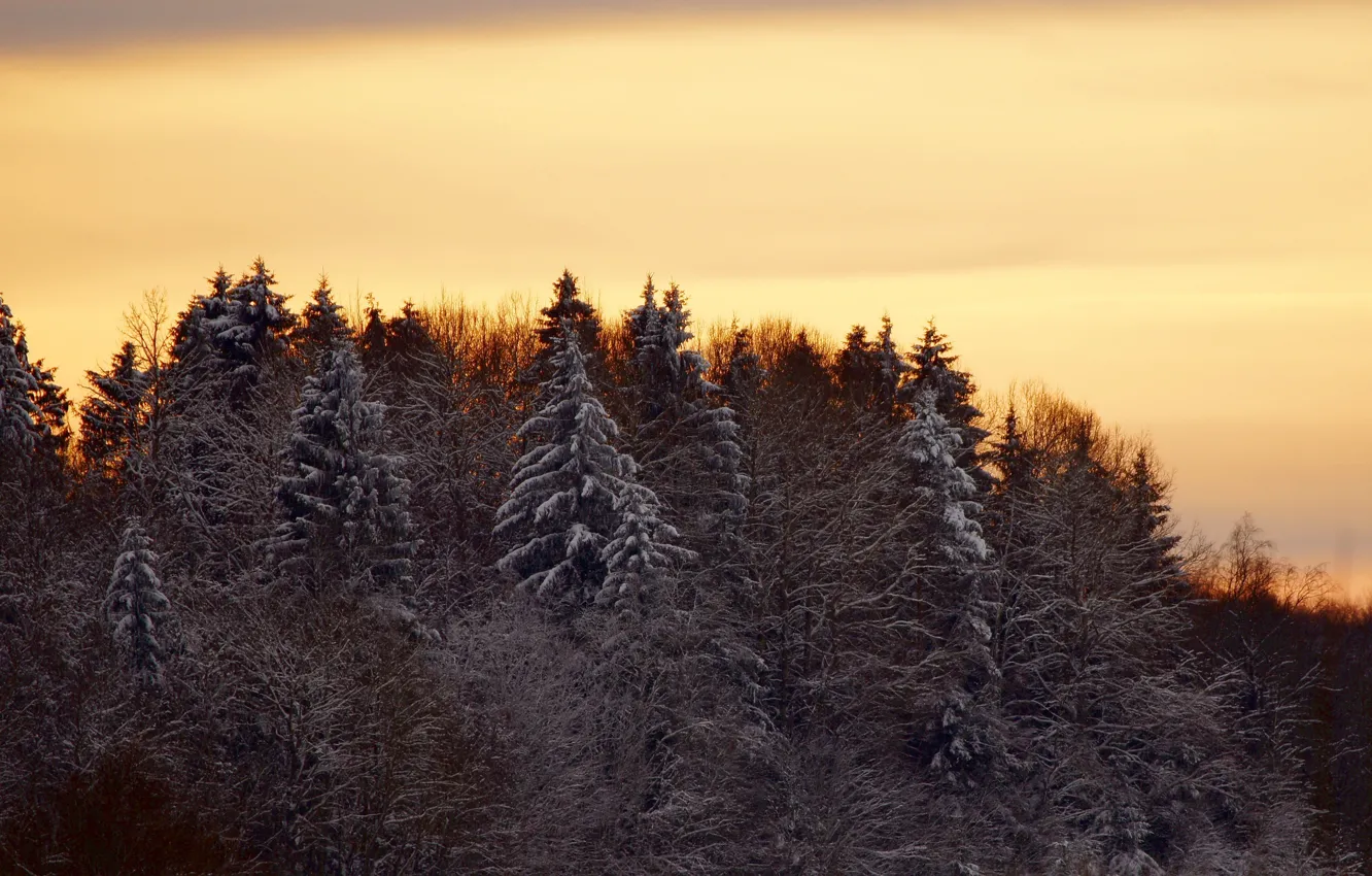 Фото обои зима, лес, деревья, пейзаж, закат, природа