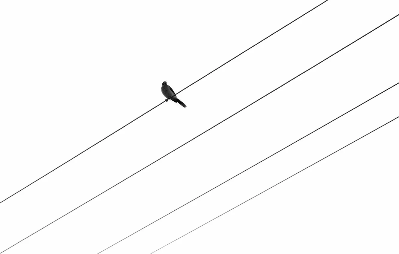 Фото обои фон, птица, провода