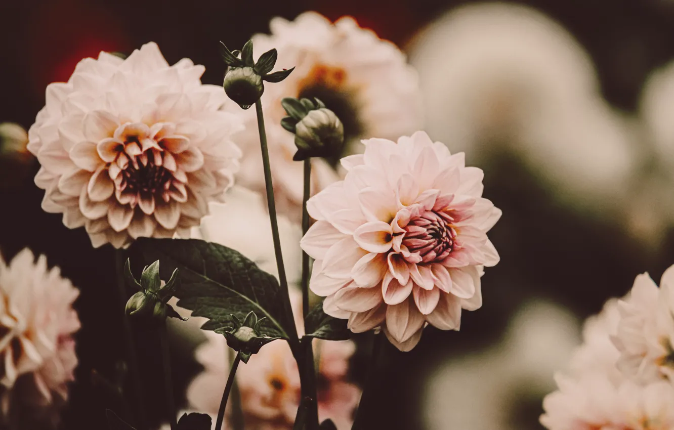 Фото обои цветы, розовый, размытость, георгины