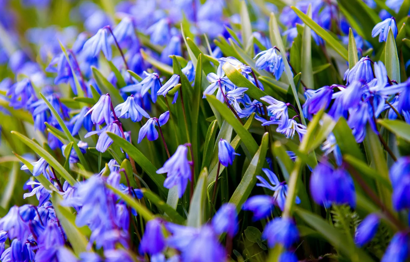 Фото обои цветы, синий, весна, подснежники, пролески