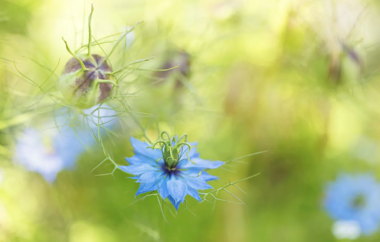 Фото обои цветок, голубой, размытость, бутон