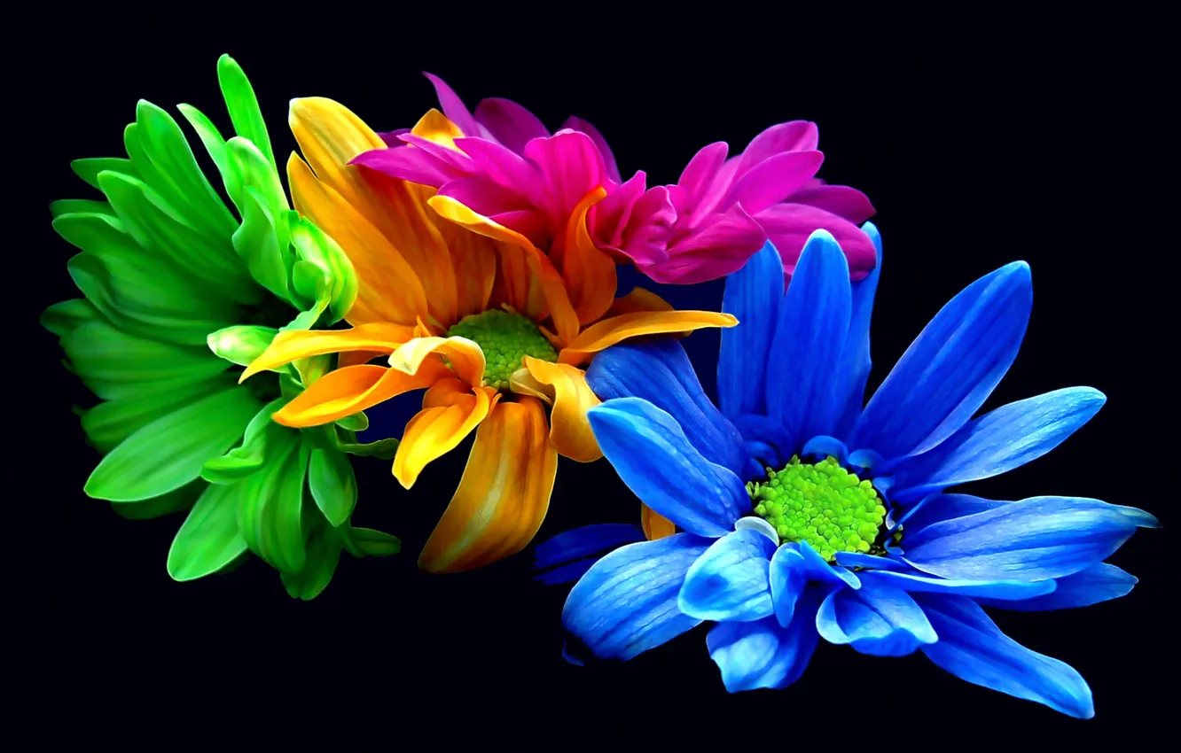 Фото обои цветы, букет, хризантемы, фильтр