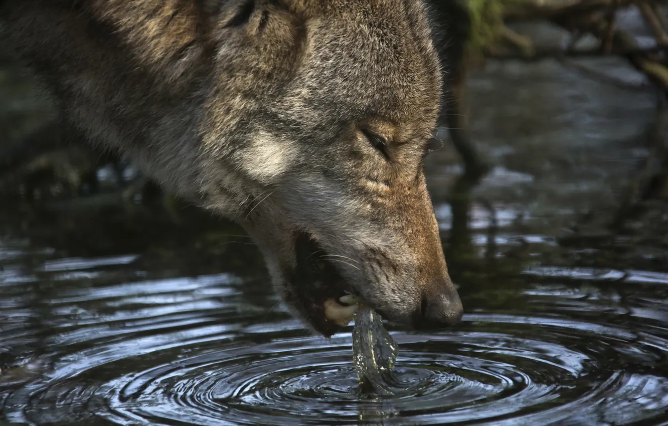 Фото обои вода, природа, волк