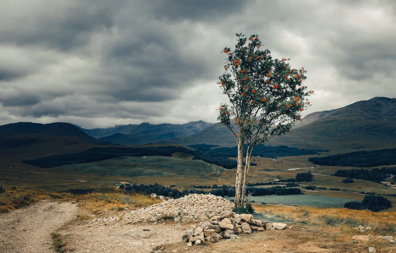 Фото обои деревья, пейзаж, природа