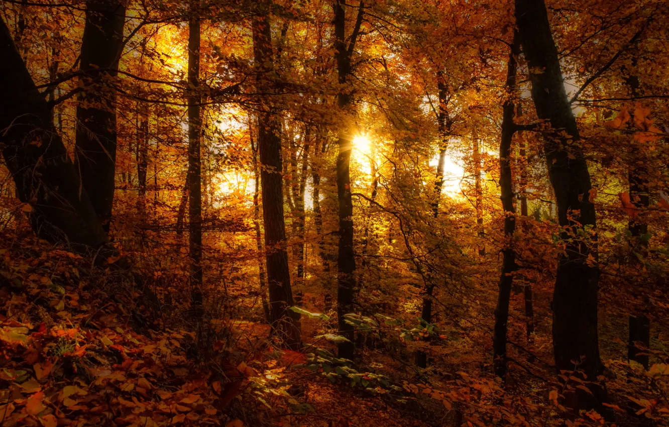 Фото обои forest, autumn, leaves, sunlight