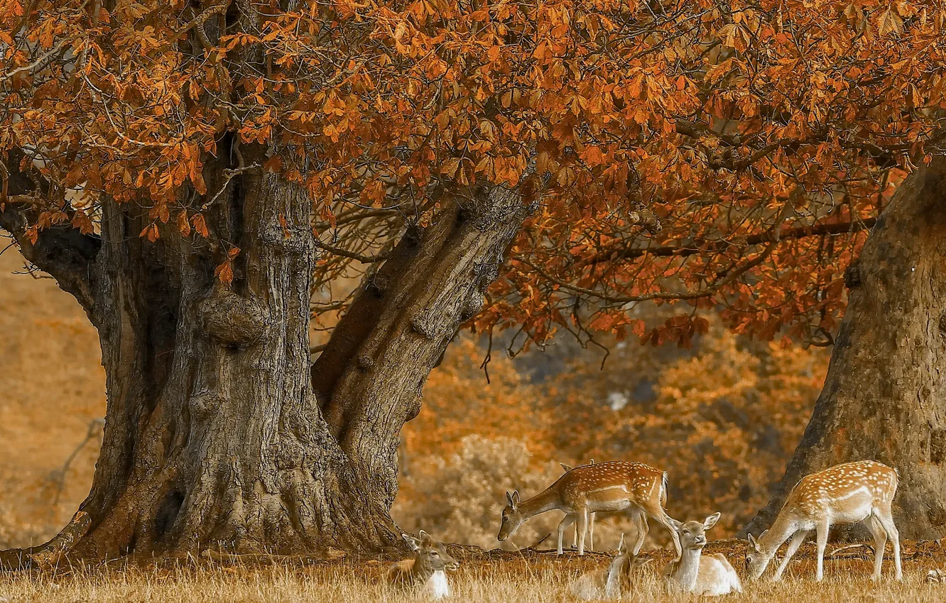 Фото обои осень, дерево, олени