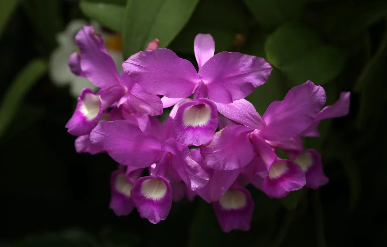 Фото обои яркий, орхидеи, экзотика