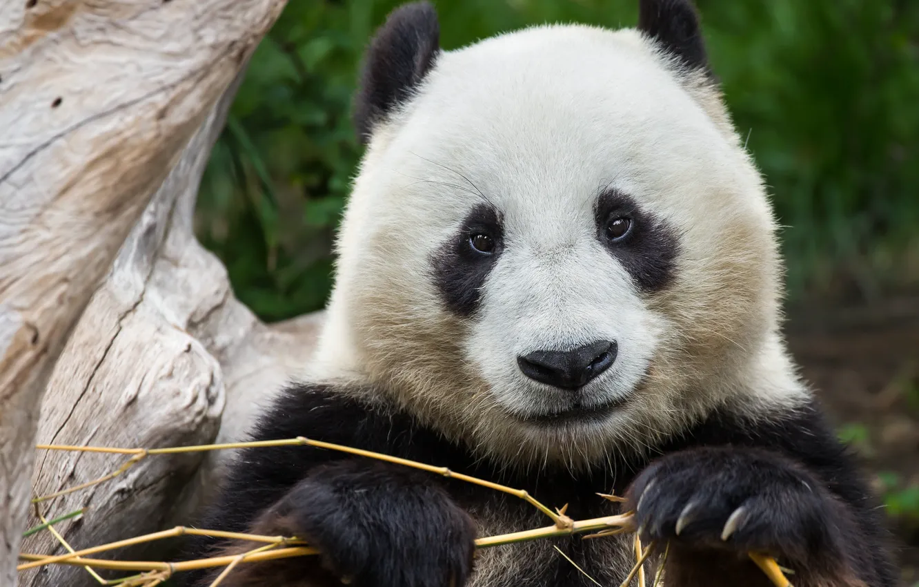 Фото обои бамбук, панда, милый