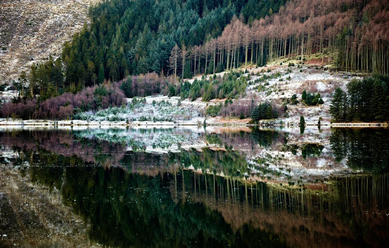 Фото обои лес, природа, отражение, река
