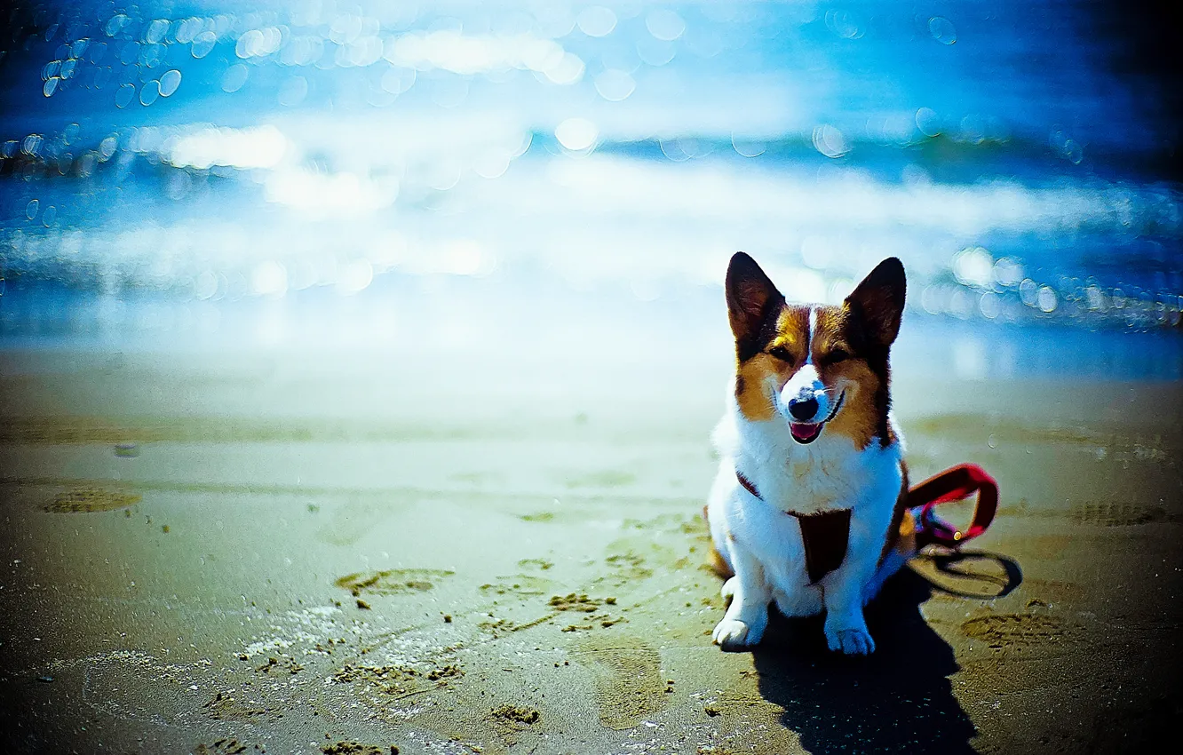 Фото обои пляж, друг, океан, собака, боке