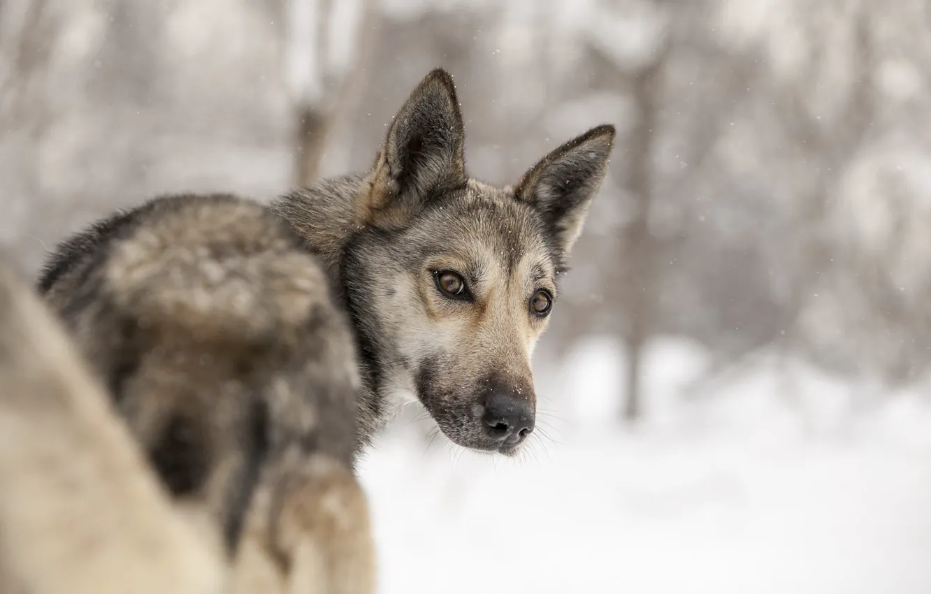 Фото обои взгляд, друг, собака, huskies