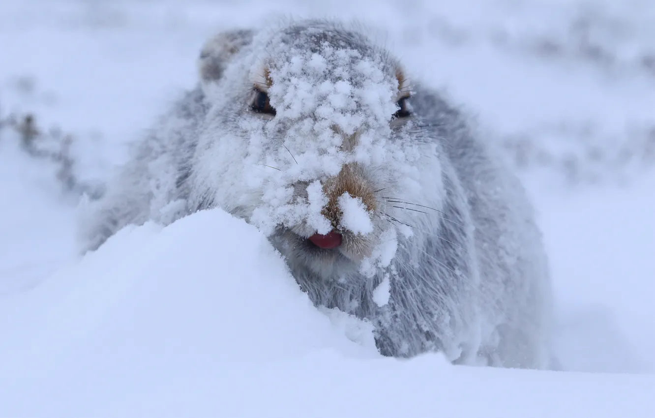 Фото обои зима, снег, заяц, Заяц-беляк