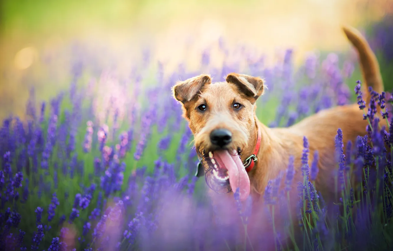 Фото обои поле, цветы, природа, животное, собака, лаванда, пёс