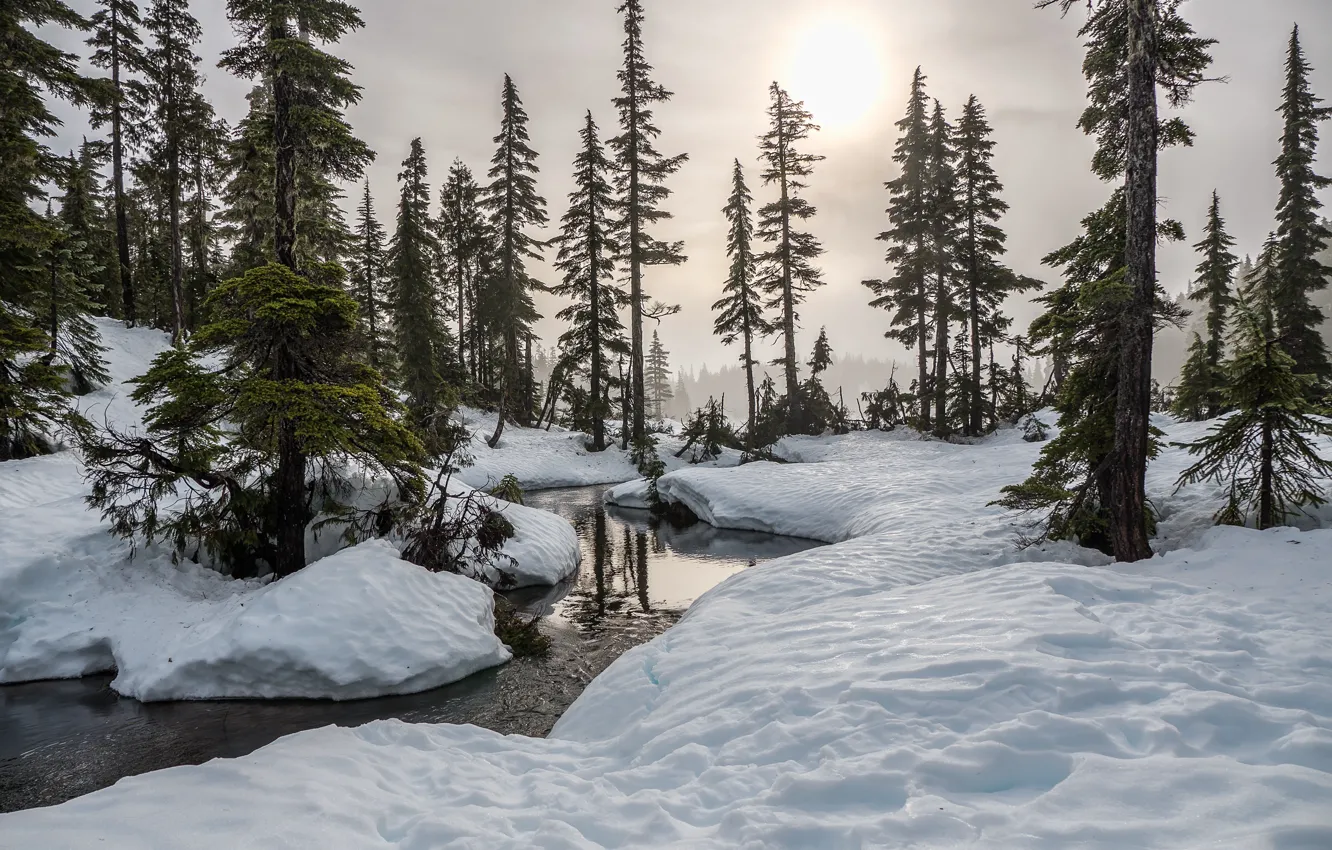 Фото обои зима, лес, небо, солнце, снег, деревья, природа, речка