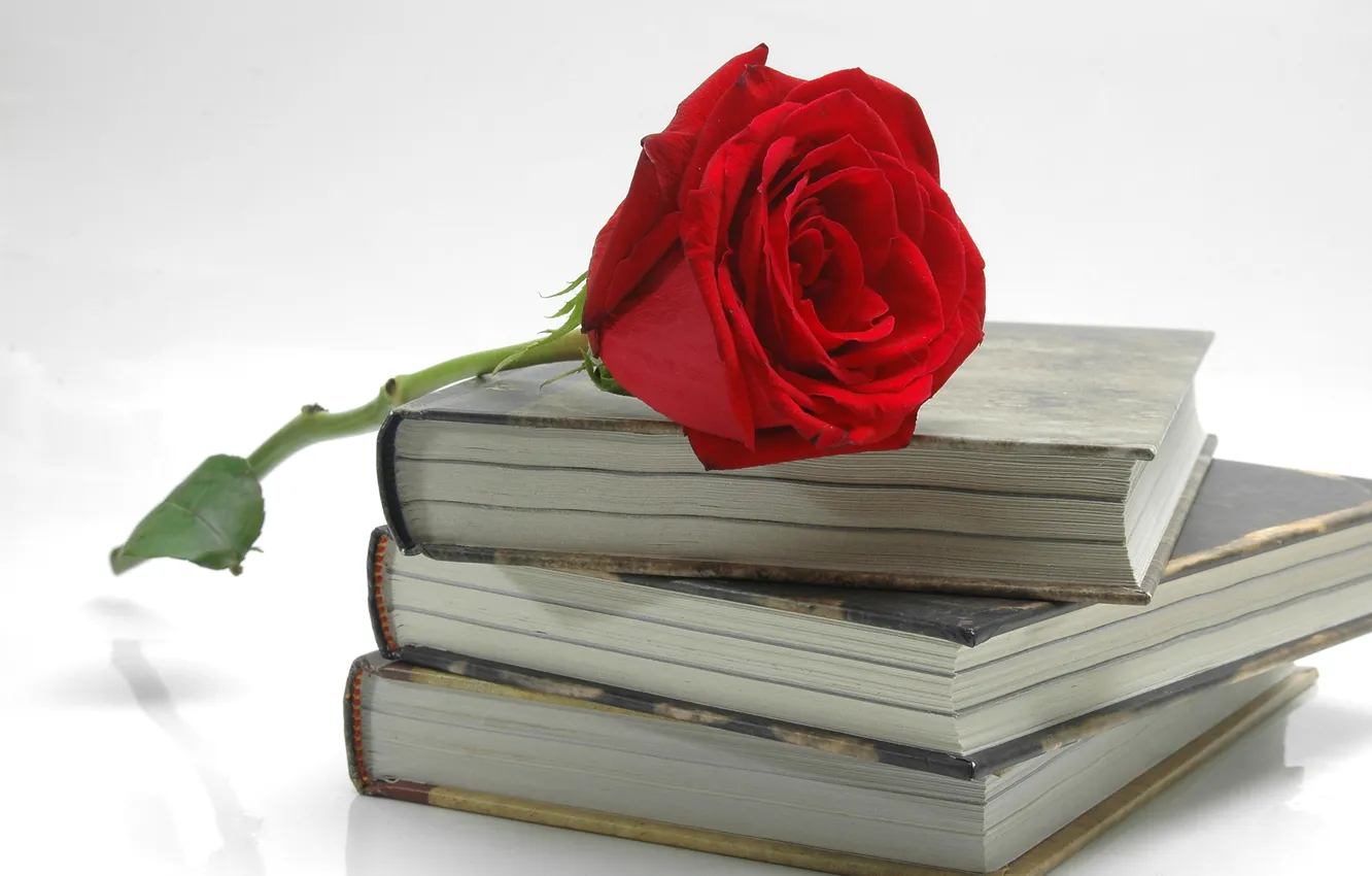 Фото обои цветок, роза, книги, лепестки, красная