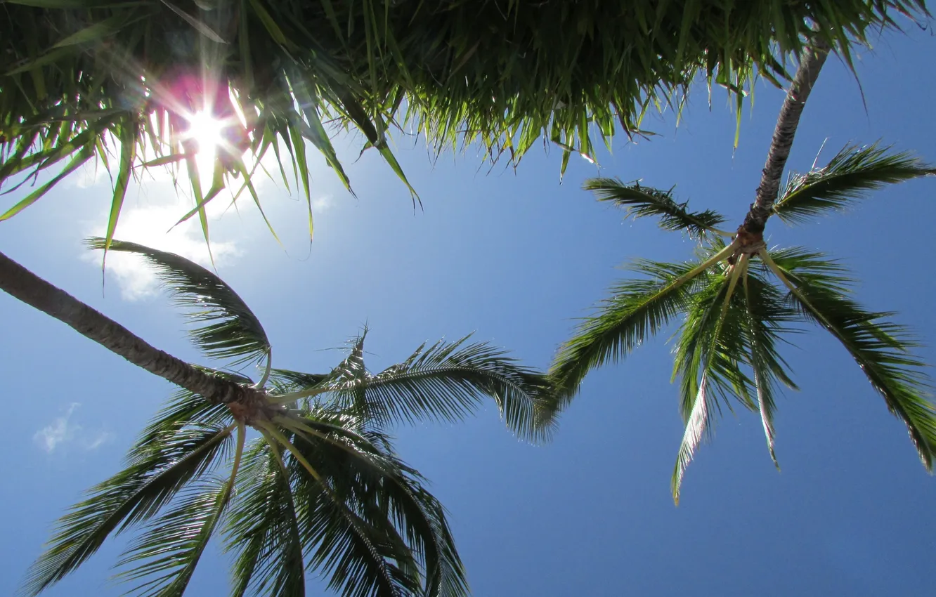 Фото обои небо, трава, солнце, пальмы