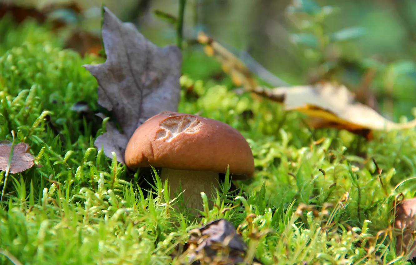 Фото обои осень, лес, природа, грибы, гриб, красота, белый гриб, тихая охота
