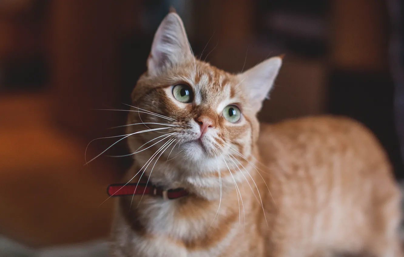 Фото обои Кошка, Cat, Рыжая кошка