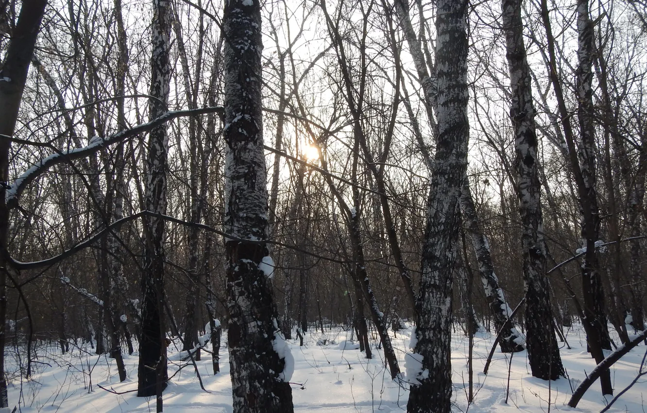 Фото обои зима, лес, Россия, forest, роща, Russia, winter, Родина