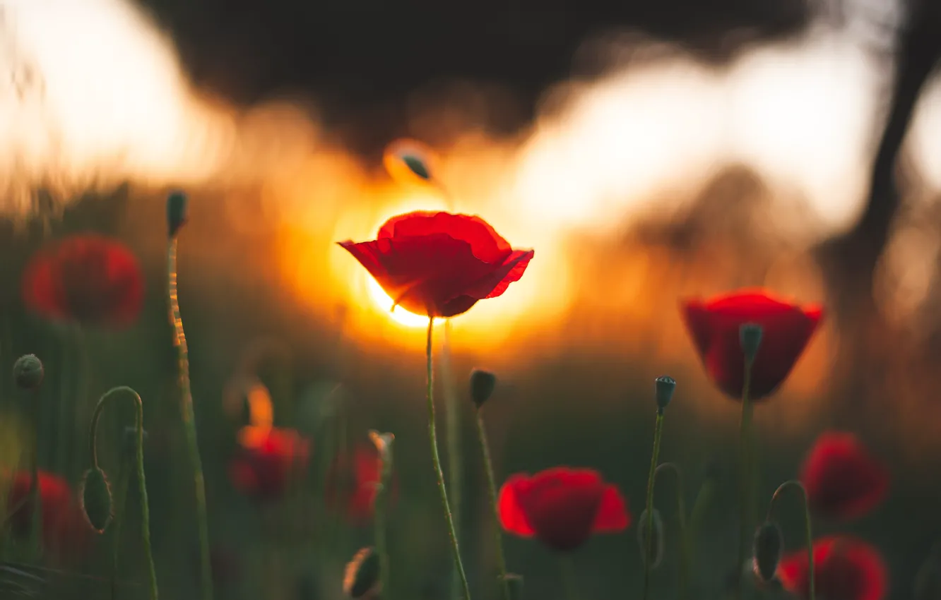 Фото обои поле, лето, закат, цветы, мак, маки