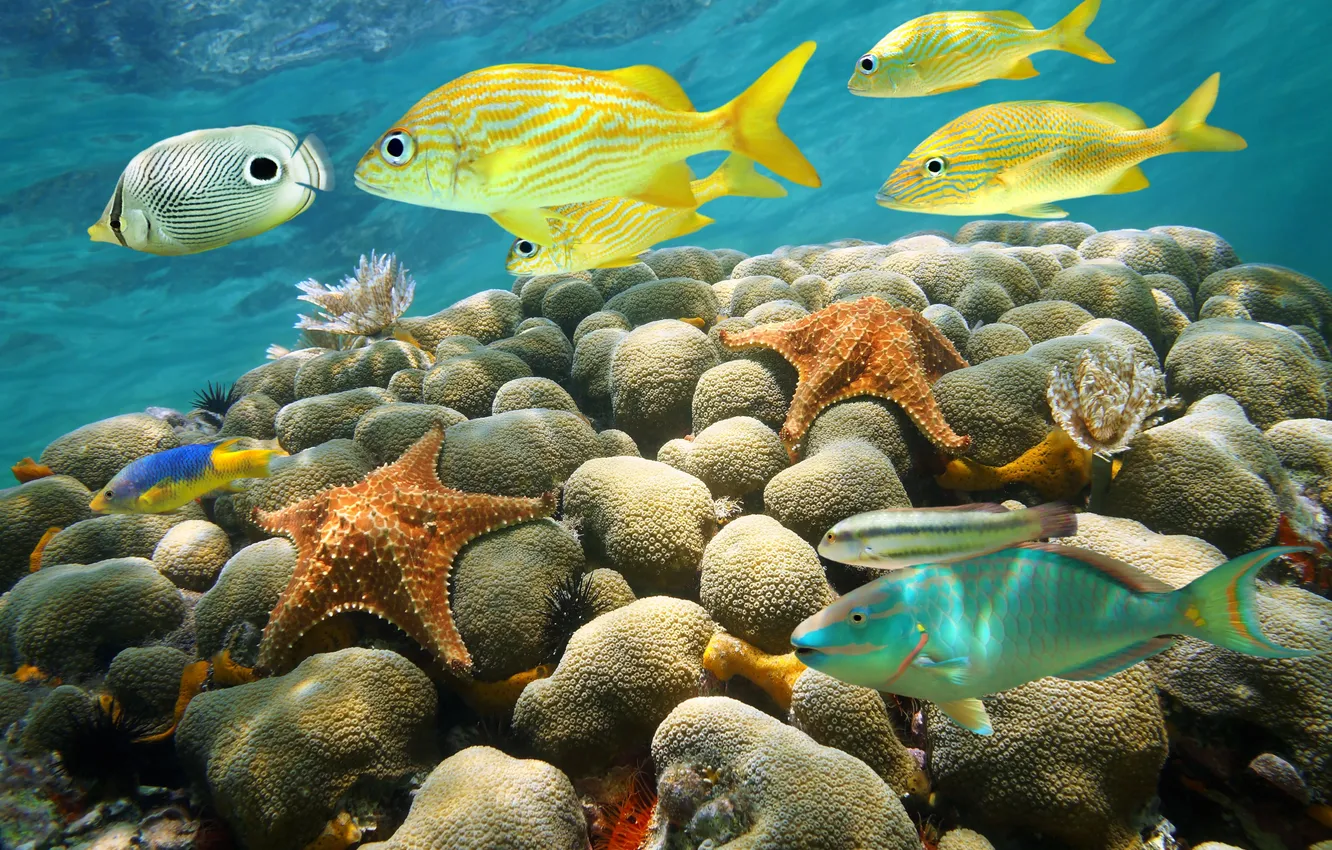 Фото обои underwater, sea, life, marine, fish, starfish, reef, coral