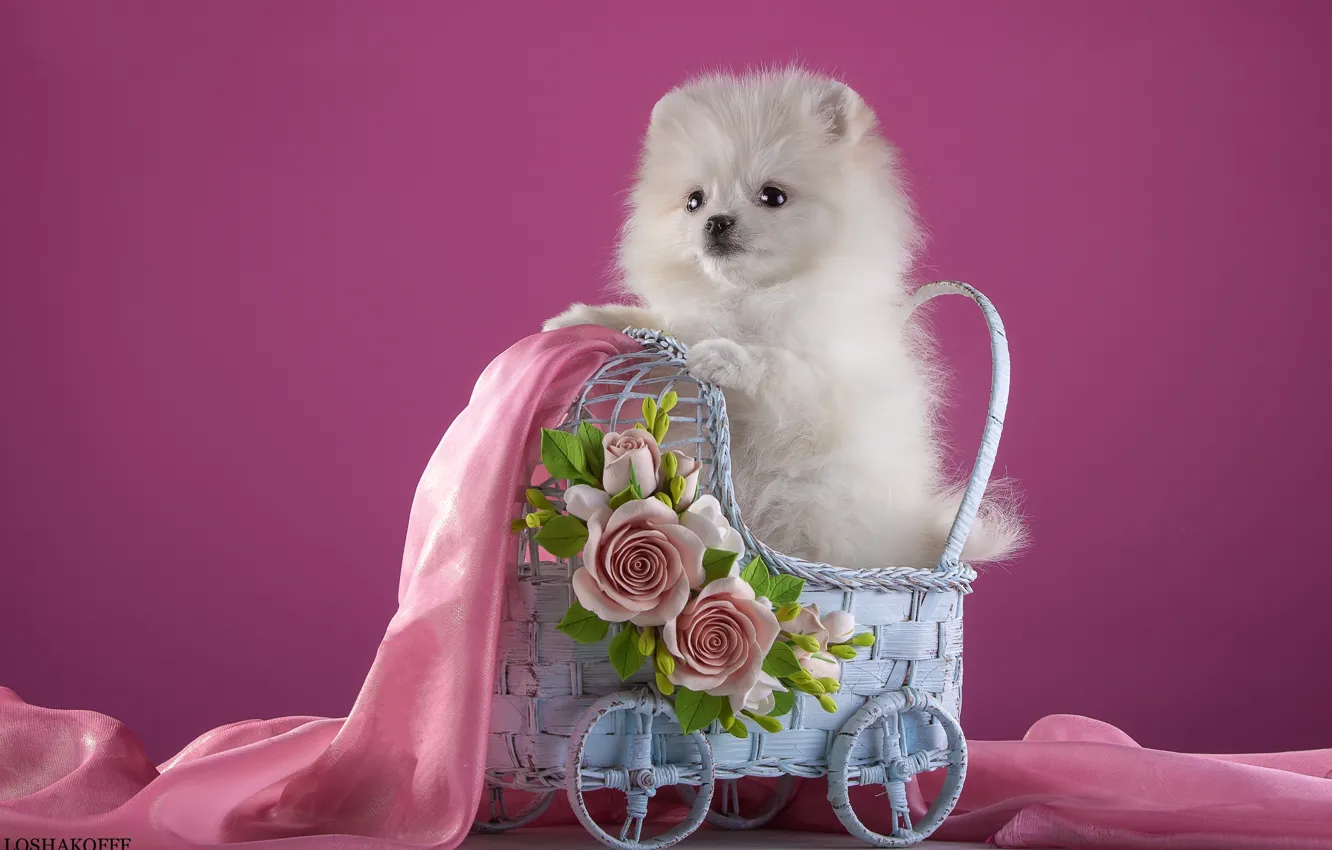 Фото обои белый, цветы, коляска, щенок, ткань, шпиц