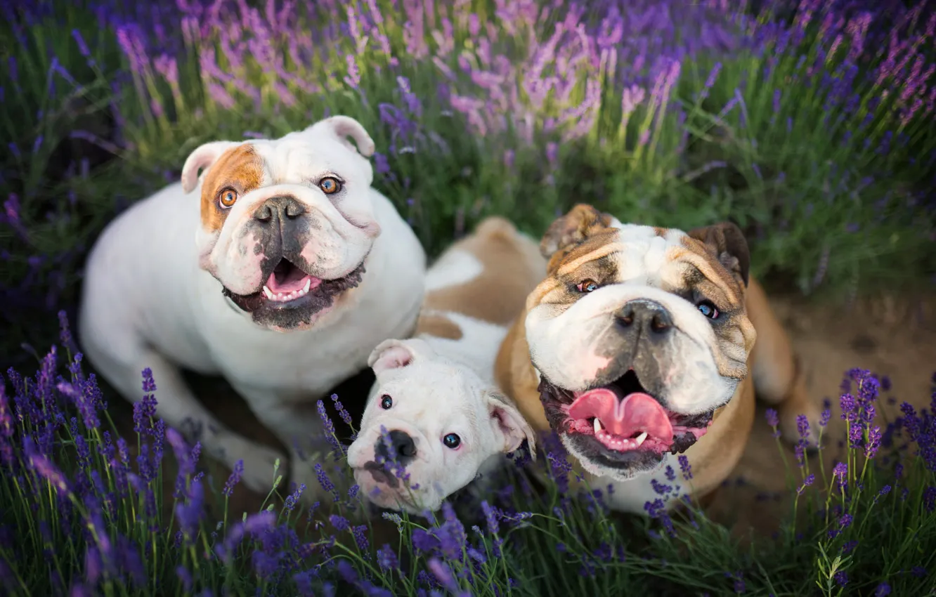 Фото обои поле, собаки, лето, радость, цветы, эмоции, портрет, позитив