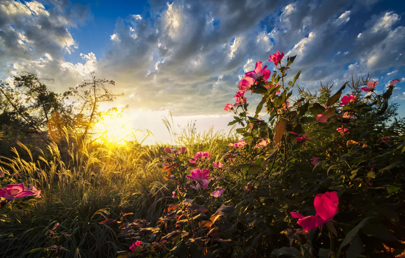 Фото обои grass, field, nature, flowers, sunrise
