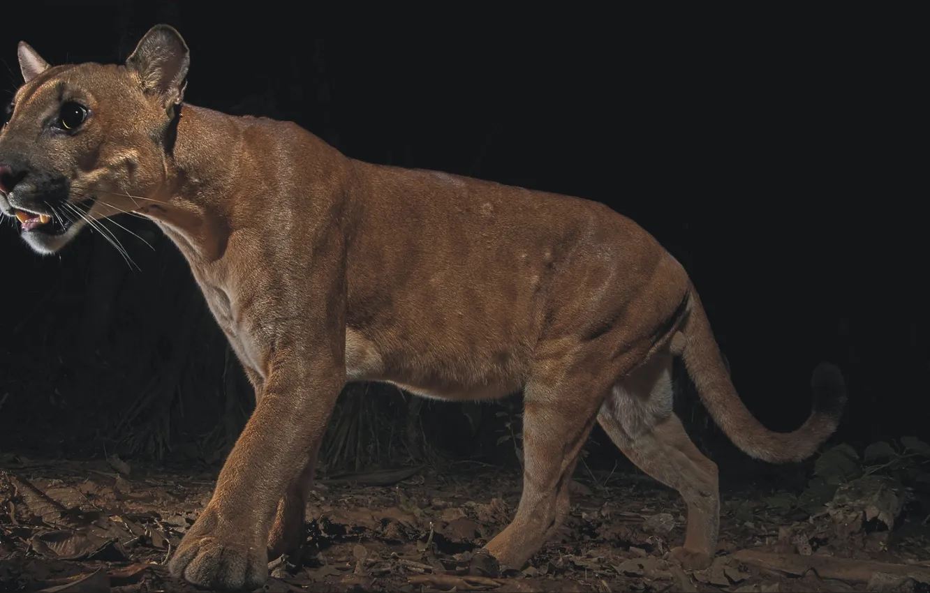 Фото обои кот, животное, хищник, пума, Predator, cat, animal, Puma