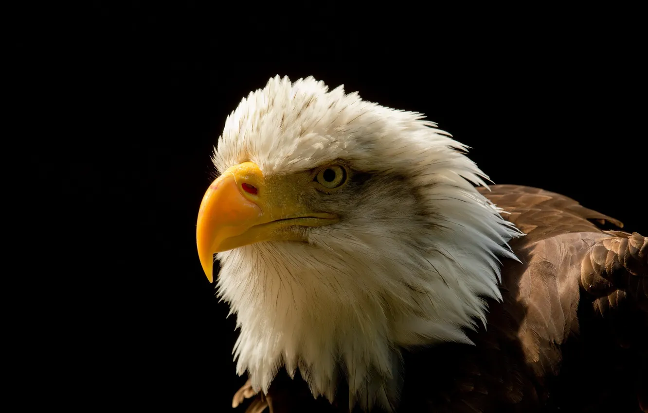 Фото обои фон, птица, Eagle