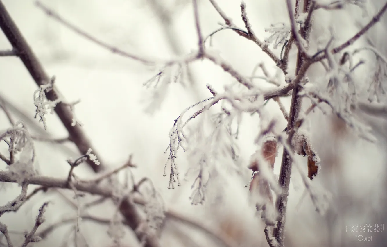 Фото обои зима, снег, ветки, иний, листва, Quiet