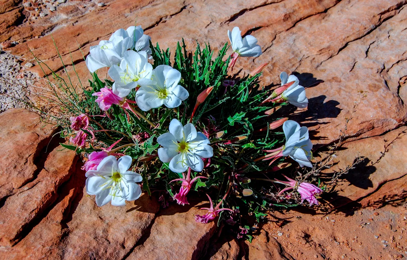 Фото обои цветы, скала, камень, растение