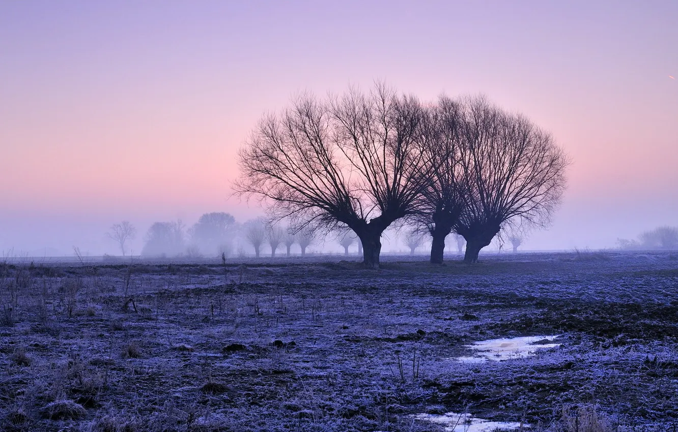 Фото обои поле, деревья, закат