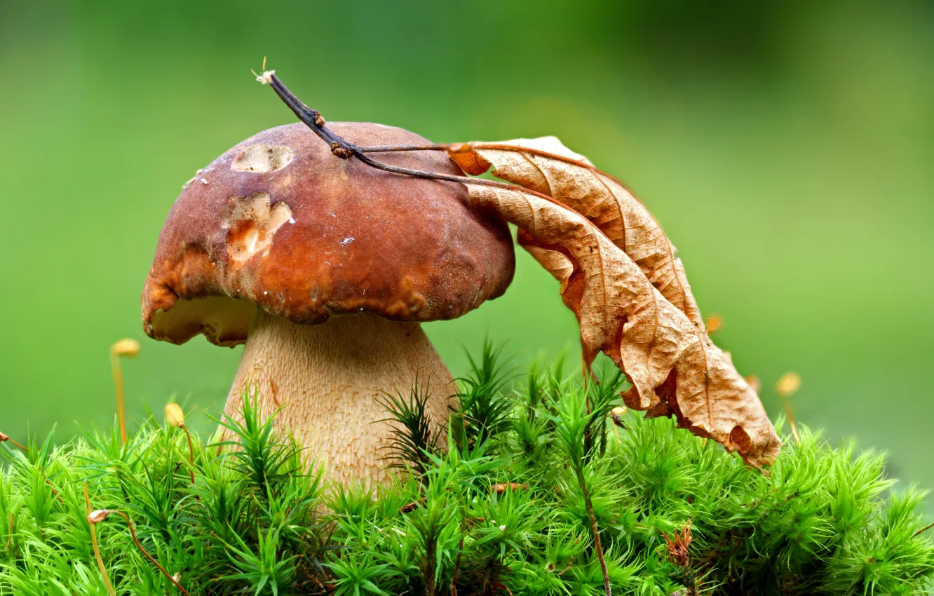 Фото обои лист, гриб, мох
