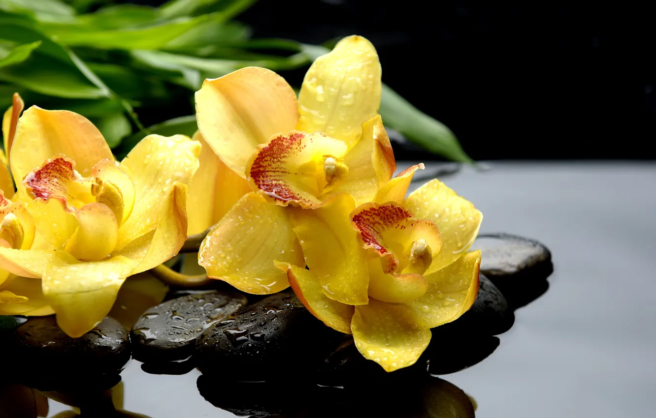 Фото обои капли, макро, отражение, камни, желтые, орхидеи, черные, orchids