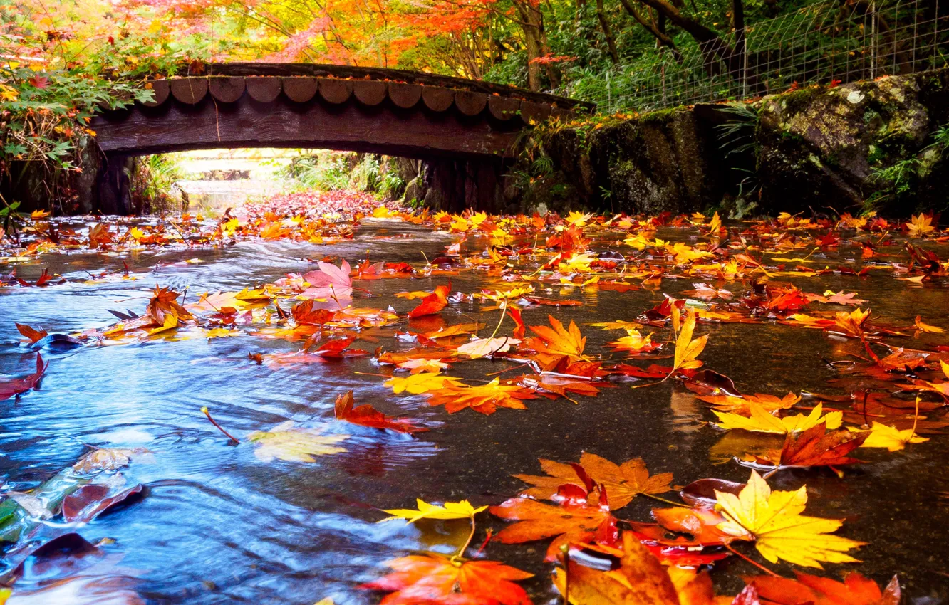 Фото обои осень, листья, деревья, мост, парк, ручей, Япония