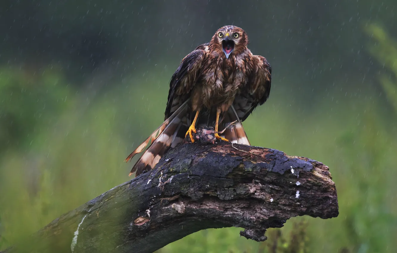 Фото обои дождь, птица, хищная