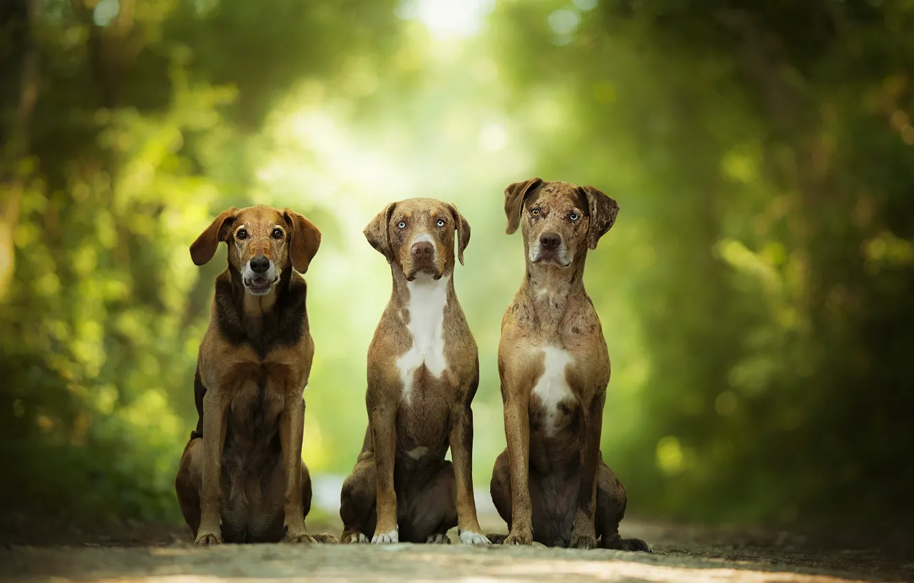 Фото обои зелень, собаки, три, боке