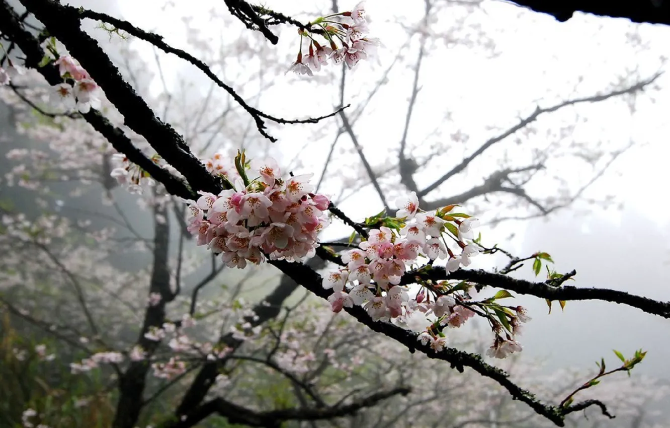 Фото обои цветы, дерево, нежный, сакура